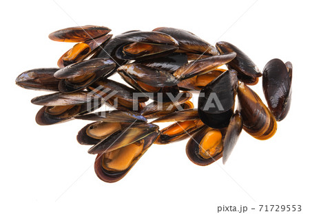 mussels isolated mussels isolated 71729553
