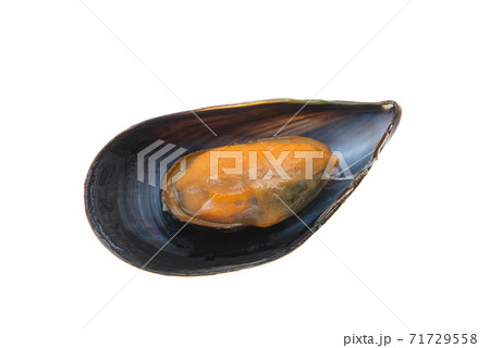 mussels isolated mussels isolated 71729558