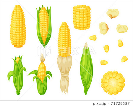 corn set isolated on white background 71729587