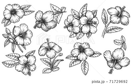 Hawaiian Hibiscus Flourish Ink Outline Sketchのイラスト素材