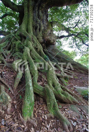 ご神木「大御堂のスダジイ」in 茨城県つくば市 71730258