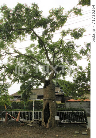 ご神木「下妻神社のムクロジ」in 茨城県 71730264