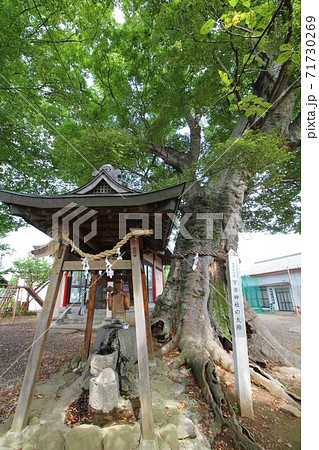ご神木「下妻神社の大ケヤキ」 in 茨城県 ご神木「下妻神社の大ケヤキ」 in 茨城県 71730269