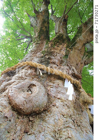 ご神木「下妻神社の大ケヤキ」 in 茨城県 ご神木「下妻神社の大ケヤキ」 in 茨城県 71730271