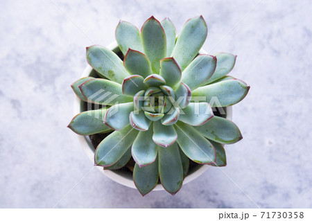 One succulent plant in pot, top view, home decor, abstract plant background 71730358