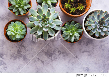 Mixed succulent plant in pot, top view, home decor, abstract plant background Mixed succulent plant in pot, top view, home decor, abstract plant background 71730370