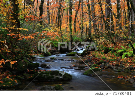 紅葉の桃洞渓谷 紅葉の桃洞渓谷 71730481