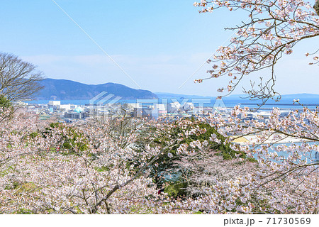 桜 宮城県石巻市 日和山公園からの眺望 桜 宮城県石巻市 日和山公園からの眺望 71730569