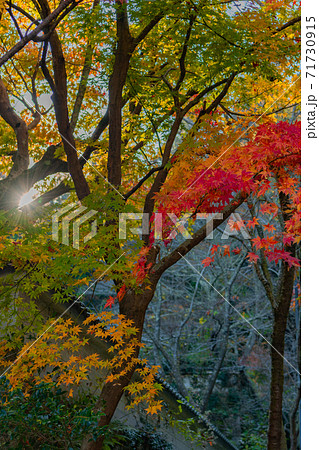 広島県世羅の今高野山の紅葉 広島県世羅の今高野山の紅葉 71730915