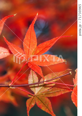 楓 カエデ メープル 71730965