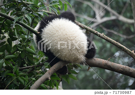 赤ちゃんパンダの写真素材 71730987 Pixta
