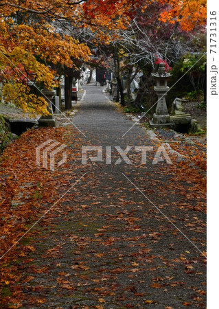 広島県世羅郡今高野山の紅葉 広島県世羅郡今高野山の紅葉 71731316