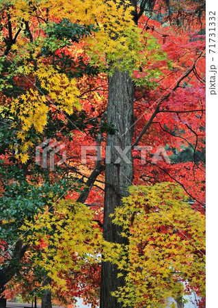 広島県世羅郡今高野山の紅葉 71731332