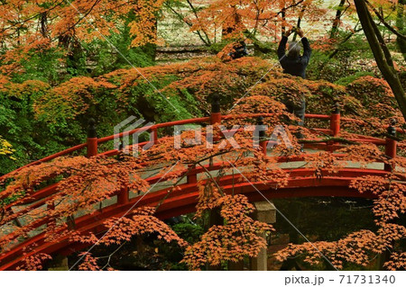 広島県世羅郡今高野山の紅葉 広島県世羅郡今高野山の紅葉 71731340