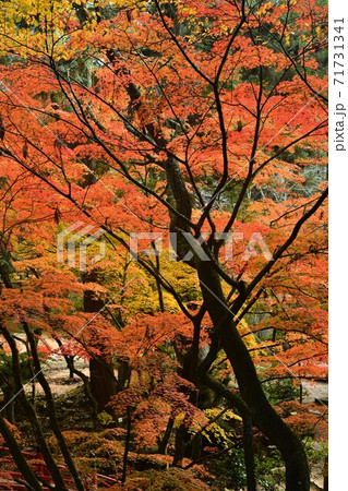 広島県世羅郡今高野山の紅葉 広島県世羅郡今高野山の紅葉 71731341