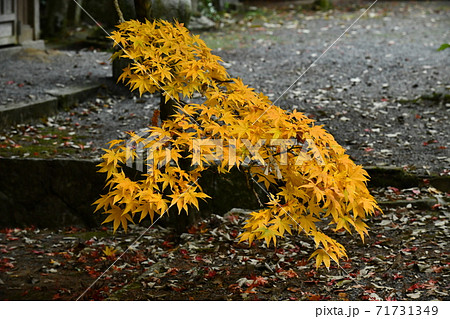 広島県世羅郡今高野山の紅葉 71731349
