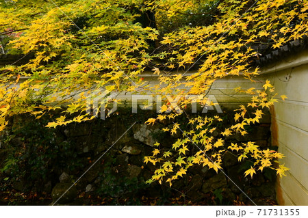 広島県世羅郡今高野山の紅葉 71731355