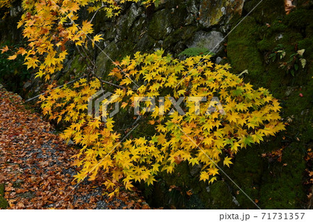 広島県世羅郡今高野山の紅葉 71731357