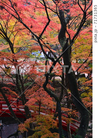 広島県世羅郡今高野山の紅葉 広島県世羅郡今高野山の紅葉 71731365