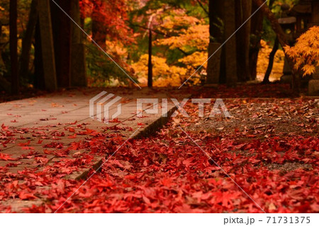 広島県世羅郡今高野山の紅葉 71731375