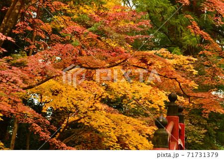広島県世羅郡今高野山の紅葉 広島県世羅郡今高野山の紅葉 71731379