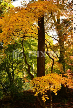 広島県世羅郡今高野山の紅葉 広島県世羅郡今高野山の紅葉 71731391
