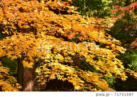 広島県世羅郡今高野山の紅葉 広島県世羅郡今高野山の紅葉 71731397