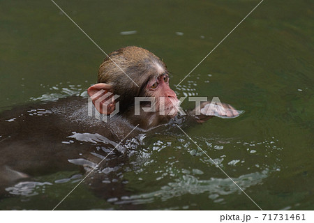 泳ぐニホンザルの子供 71731461