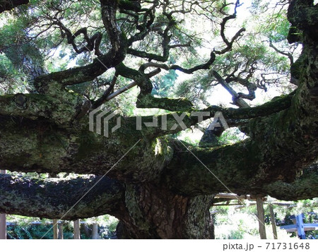 ご神木「善養寺の影向の松」in 東京都江戸川区 71731648