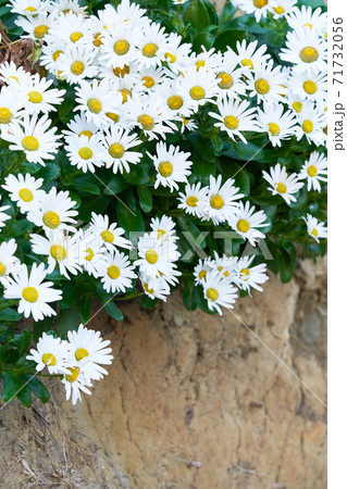 岸壁に群生する日本の浜菊の素材画像 71732056