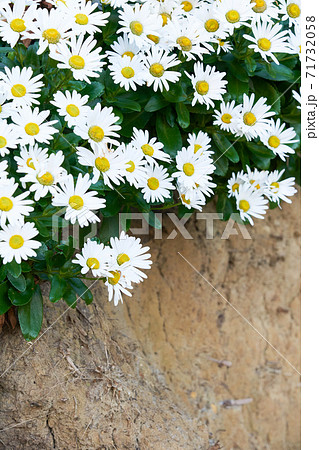 岸壁に群生する日本の浜菊の素材画像 71732058