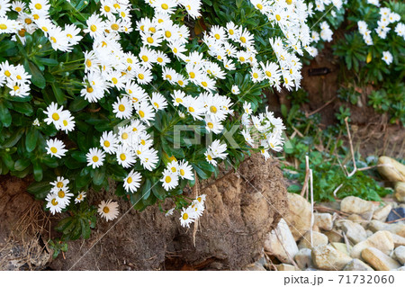 岸壁に群生する日本の浜菊の素材画像 71732060