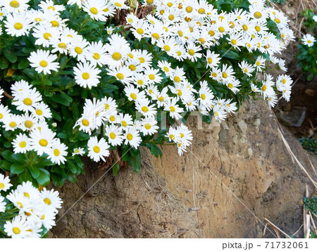 岸壁に群生する日本の浜菊の素材画像 71732061