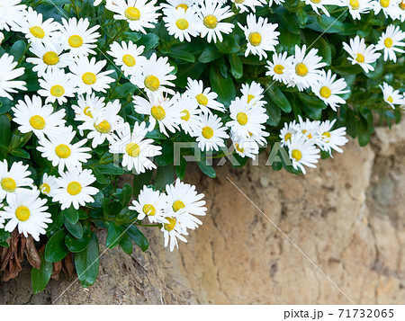 岸壁に群生する日本固有種の浜菊の花 71732065