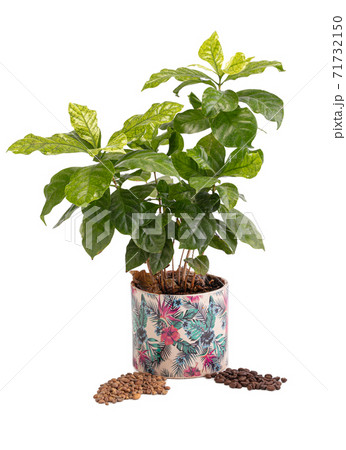 Coffee plants in a pot with beans 71732150