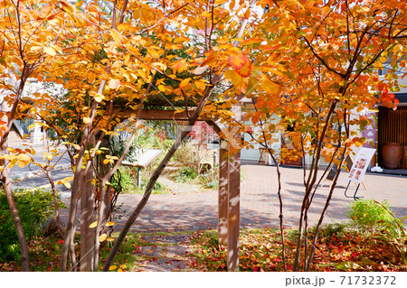 草津駅東口　ニワタス　秋の紅葉 71732372