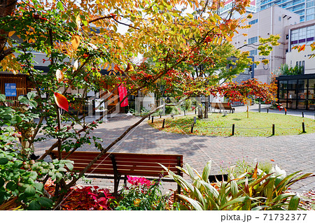 草津駅東口　ニワタス　秋の紅葉 71732377