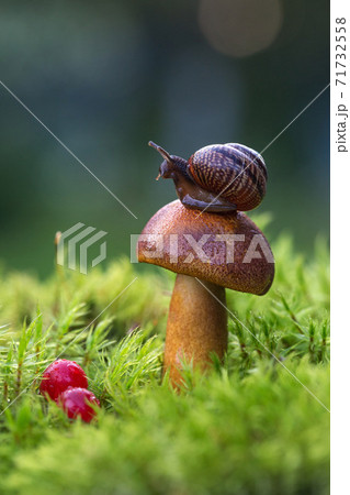 Macro photo of small brown snail sitting on the hat of fresh mushroom growing in the green mosses. Macro photo of small brown snail sitting on the hat of fresh mushroom growing in the green mosses. 71732558