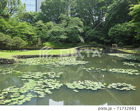 スイレンが池に咲く小石川後楽園の内庭 スイレンが池に咲く小石川後楽園の内庭 71732661