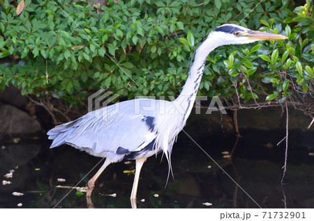 アオサギ(立川公園/東京都立川市) アオサギ(立川公園/東京都立川市) 71732901