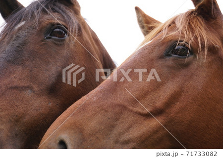 仲良しな2匹の馬 71733082