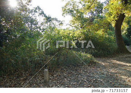 今城塚古墳　墳丘 71733157