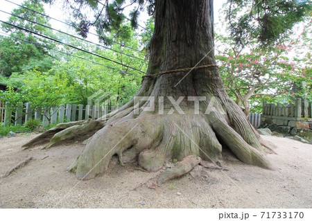 ご神木「筑波山神社の大杉」in 茨城県つくば市 71733170