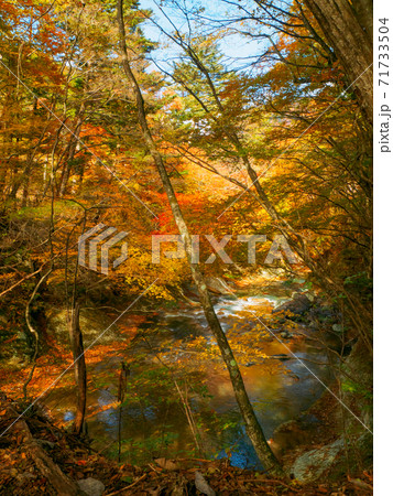 紅葉の中の渓流 (鹿股川、塩原自然研究路、那須塩原、栃木県) 71733504