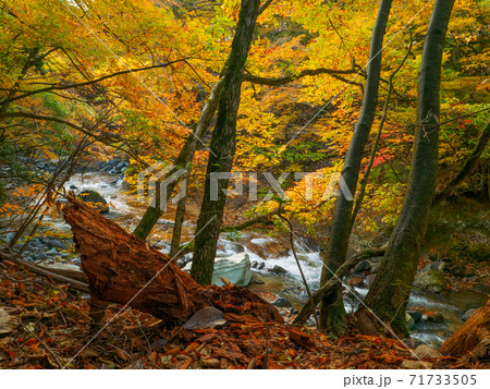 紅葉の中の渓流 (鹿股川、塩原自然研究路、那須塩原、栃木県) 紅葉の中の渓流 (鹿股川、塩原自然研究路、那須塩原、栃木県) 71733505