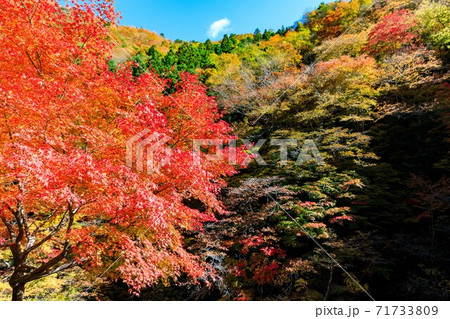 秩父市　中津峡の紅葉　女郎もみじ 71733809