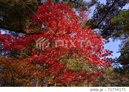 常緑樹に囲まれた紅一点の紅葉見頃のモミジの写真素材