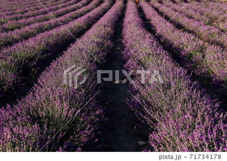 purple fragrant lavender flowers in the field before harvest purple fragrant lavender flowers in the field before harvest 71734178