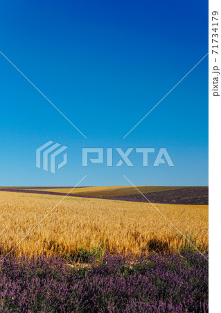field of yellow wheat and purple lavender harvest field of yellow wheat and purple lavender harvest 71734179