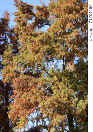 <東京都>ラクウショウの紅葉 水元公園 <東京都>ラクウショウの紅葉 水元公園 71734460